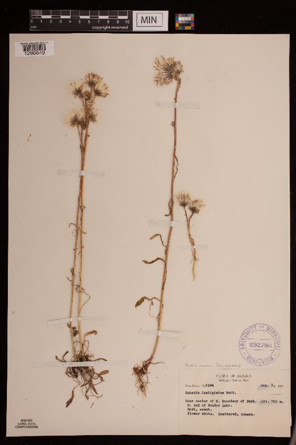 Packera macounii image