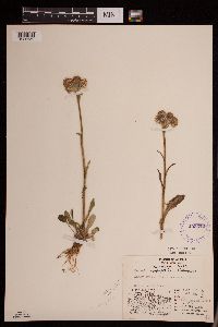 Packera macounii image