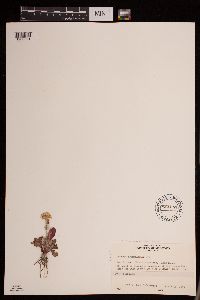 Packera neomexicana image