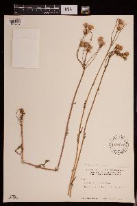 Packera pauciflora image