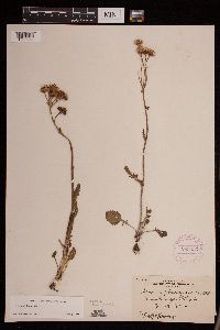 Packera plattensis image