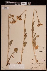 Packera pseudaurea image