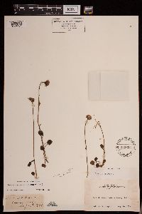 Packera streptanthifolia image