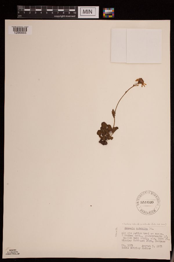 Packera subnuda image