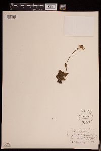 Media resource of Packera subnuda