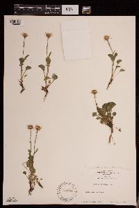 Packera subnuda image