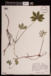 Petasites frigidus var. palmatus image