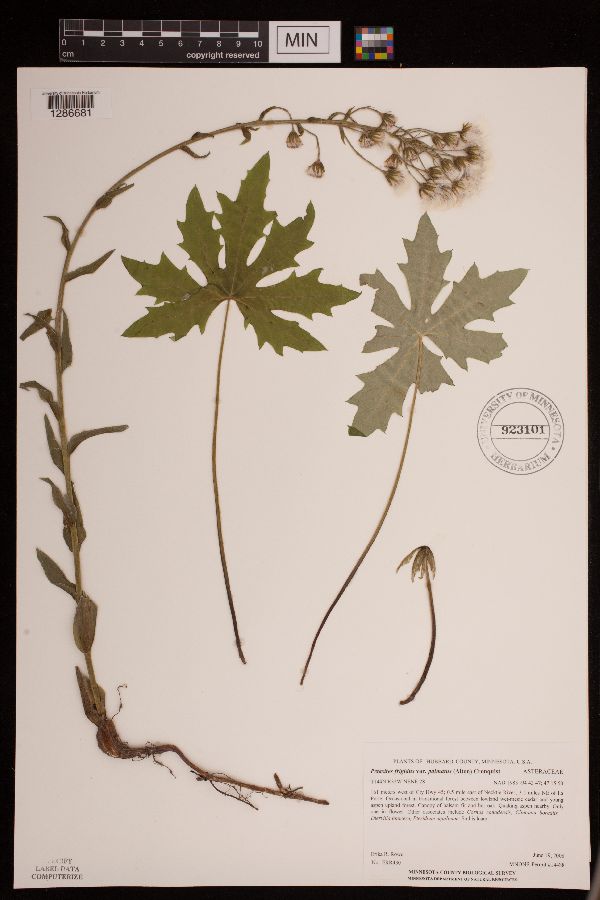 Petasites frigidus image