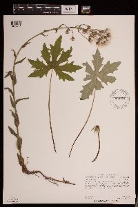 Petasites frigidus var. palmatus image