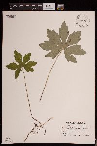 Petasites frigidus var. palmatus image