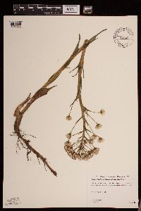 Petasites frigidus var. palmatus image