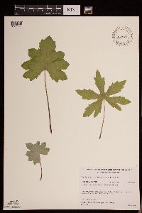 Petasites frigidus var. palmatus image