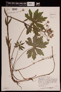 Petasites frigidus var. palmatus image