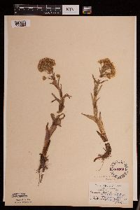 Petasites frigidus image