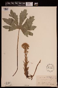 Petasites frigidus image