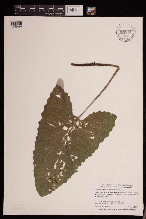 Petasites frigidus var. sagittatus image