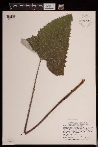 Petasites frigidus var. sagittatus image