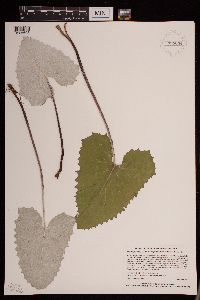 Petasites frigidus var. sagittatus image