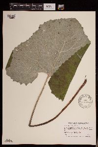 Petasites frigidus var. sagittatus image