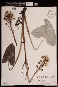 Petasites frigidus var. sagittatus image