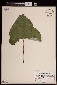 Petasites frigidus var. sagittatus image