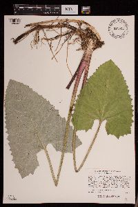 Petasites frigidus var. sagittatus image