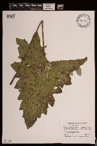 Petasites frigidus var. sagittatus image