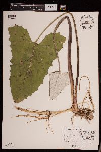 Petasites frigidus var. sagittatus image