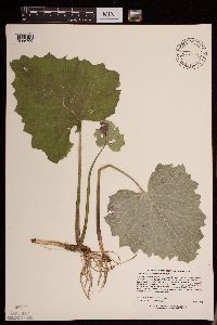 Petasites frigidus var. sagittatus image
