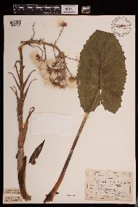 Petasites frigidus var. sagittatus image