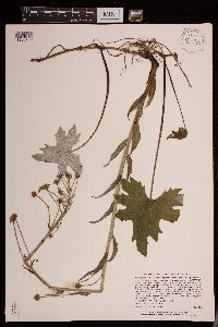 Petasites frigidus var. x vitifolius image