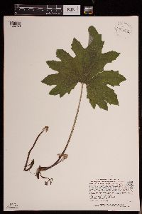 Petasites frigidus var. x vitifolius image