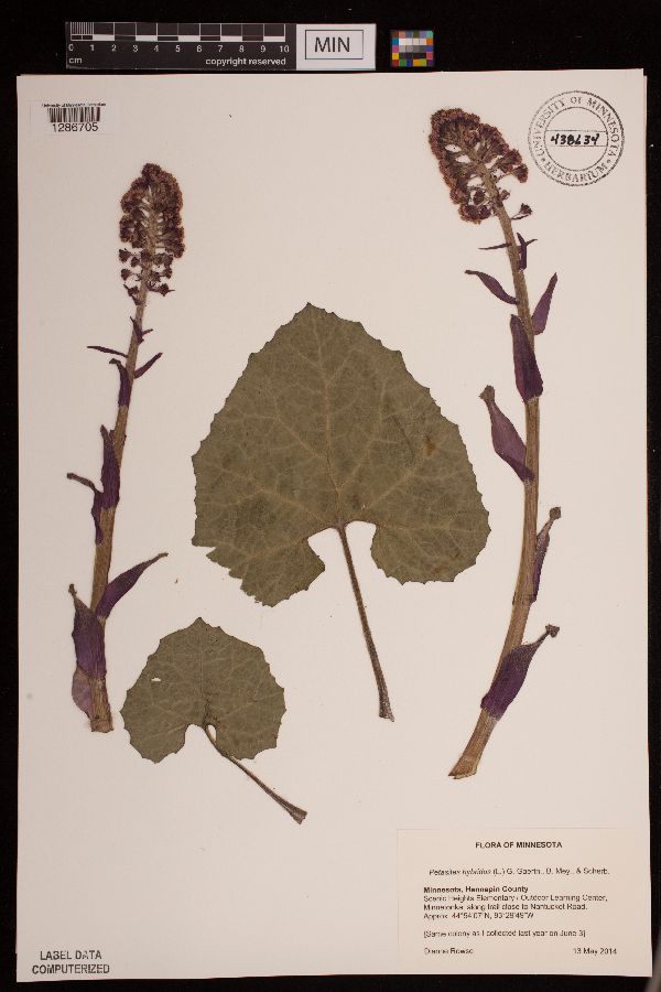 Petasites hybridus image