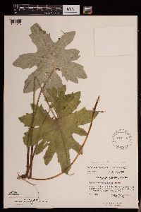 Petasites frigidus var. x vitifolius image