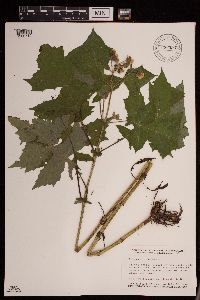 Polymnia canadensis image