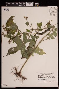 Polymnia canadensis image