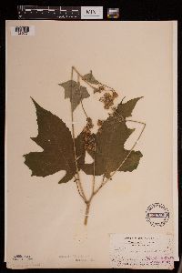 Polymnia canadensis image