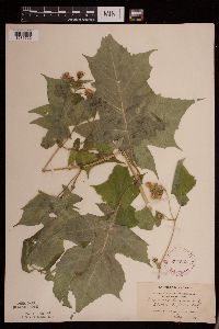 Polymnia canadensis image