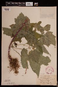 Polymnia canadensis image