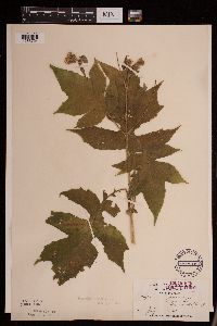 Polymnia canadensis image