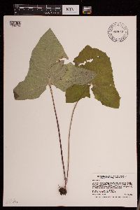 Prenanthes alba image