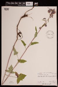 Prenanthes alba image