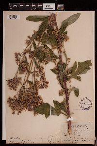 Prenanthes alba image