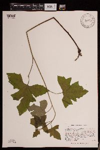 Prenanthes alba image