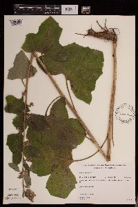 Prenanthes alba image