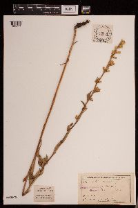 Prenanthes aspera image