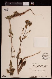 Prenanthes alata image