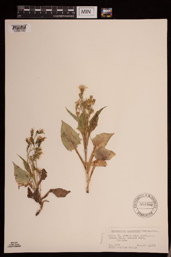 Prenanthes sagittata image