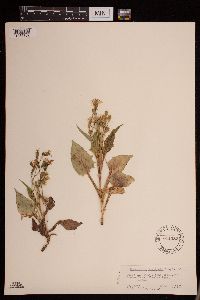 Media resource of Prenanthes sagittata