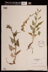 Prenanthes sagittata image